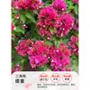 Plántulas de Árbol de Ciruelo Triangular con Flores en Maceta, Plantas Maduras Grandes, Zhanghongying, Plantas Trepadoras de Gama Alta para Balcón Interior, Florecen en Múltiples Estaciones