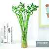 Plantas Hidropónicas de Bambú que Mejoran la Fortuna, Plantas Verdes Fáciles de Cuidar para la Sala de Estar, Flores que Atraen el Dinero, Plantas de Rábano Verde, Flores de Interior en Maceta