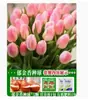 Venta al por mayor de 5 bulbos de tulipán en stock, florecen en todas las estaciones, fáciles de cuidar, adecuados para cultivo hidropónico, de pétalos dobles, para cultivo en tierra o maceta en el balcón