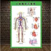 Estructura Promocional Diagrama Sistema Diagrama Esquemático Anatomía Médica Órganos Humanos Cartel de Pared Corazón Órganos Internos Hospital Cuerpo Humano