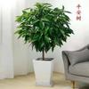 Árvore da Paz em Vaso para Interior Sala de Estar Árvore da Felicidade em Vaso Planta Grande Planta Perene Verde Frete Grátis Liquidação de Tronco Velho