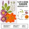 Flores Secas Naturales, Flores Prensadas, Paquete de Materiales Hechos a Mano para DIY, Hojas, Flores Reales, Marcadores de Libros, Espécimenes de Plantas, Marcos de Fotos, Lámparas de Mesa, Decoraciones