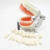 Modelo de Práctica para Preparación Dental Removible con Ejercicio Gingival, Modelo de Diente con Resina de Encía Suave, Incluye Cuchillo