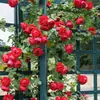Envío Directo de Una Pieza Plántulas de Rosa Grande para Desfiles Trepadora para Balcón Rosa Trepadora de Cuatro Estaciones Planta Trepadora Rosa Planta de Rosa en Maceta