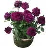 Hacker Queen Jugo Rosa Maceta Balcón Patio Villa Flor Planta Cuatro Estaciones Dropshipping