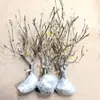 Flor de Ciruelo Fragante en Maceta Flor de Tocón Viejo Planta de Interior Todo el Año Fácil de Cultivar Bonsái de Ciruelo Rojo Plántula de Ciruelo Verde Semillas de Flor de Dulzura Invernal
