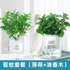 Menta Limón Maceta Romero Menta Comestible Hojas Semilleros Hierba Repelente de Mosquitos Hidropónico Fácil de Cultivar Florales Plantas Verdes de Interior