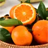 Fruta Orgânica Especial de Guangxi, Cítricos Orgânicos, Pomar Fresco e Suculento, Pronto para Colher, Atacado em Caixa Fechada a partir de 2,5kg