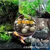 Arena Dorada Natural de los Tres Lagos de Sudamérica, Arena Fina de Río, Arena para Plantas Acuáticas, Acuario, Tanque para Plantas, Paisajismo Acuático y Terrestre, Sustrato Dorado