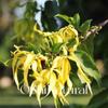 Madagascar, Óleo essencial orgânico ylang-ylang nº 3 planta cuidados unilaterais da pele aromaterapia massagem matérias-primas atacado