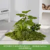 Musgo Sintético Decoración Suave para Interiores Conjunto de Micro Paisaje Combinación Exhibición en Ventana Pasillo Musgo Artificial Plantas Verdes Arreglo de Paisajismo Decoración