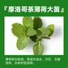 Menta en Maceta Comestible Plántulas Grandes Repelente de Mosquitos de Interior Plantas Verdes Romero Plantas Herbáceas de Cuatro Estaciones Hojas de Menta Gatuna de Limón