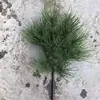 Pino Negro Falso, Pino Cola de Caballo, Abeto, Pino de Cinco Agujas, Arborvitae, Ramas de Pino, Acículas de Pino, Hojas Verdes de Tuya Atrezzo