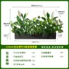 Combinação Paisagística de Plantas Artificiais Verdes Estilo Tropical com Vasos para Escadas Internas e Varandas, Plantas Verdes Grandes para Decoração de Casa, Sem Manutenção