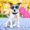 Molde de Silicone para Pingente de Patinha de Gato e Patinha de Cachorro Artesanato Presente para Pet Cachorro Chaveiro Molde de Resina