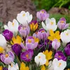 Bulbos de Flor de Crocus para Jardinería Casera, Plantas Resistentes al Frío, Bulbos de Flor, Plántulas de Azafrán, Semillas, Flores en Maceta para Interiores y Exteriores