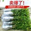 Plantas verdes, Osmanto, Plántulas de Osmanto Dorado, Plantones de Ocho Flores, Plántulas Fáciles de Cultivar, Plántulas Nativas para el Día del Árbol, Tipo de Fragancia Fuerte
