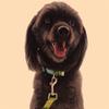 Venta al por mayor de productos para mascotas Estilo nacional bohemio hebilla anti-pérdida collar para gato perro mascota Impresión digital
