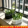 Caja hidropónica para verduras, caja de cultivo casera sin tierra, kit hidropónico para cultivar cebolletas, cilantro, ajo y otras plantas