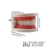 Práctica dental de resina, modelo dental, modelo de cepillado para jardín de infantes, atención médica, enseñanza dental, modelo dental