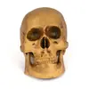 Regalo de Halloween Cráneo de Resina Modelo de Enseñanza Médica Cráneo de Espécimen Cráneo de Animal Cráneo de Esqueleto Cráneo Cráneo Cabeza