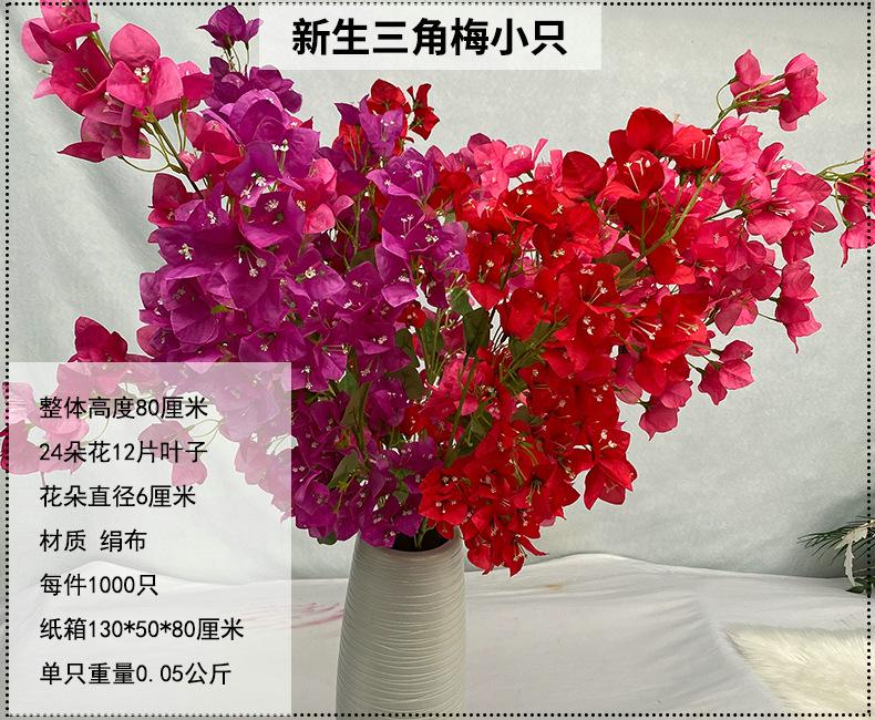 产品信息图-新生三角梅小只.jpg