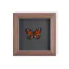 Set de Regalo de Espécimen de Mariposa Real para Mujeres, Decoración 3D, Regalo para Amigos, Materiales Didácticos, Marco de Fotos Sencillo