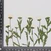 Venta al por mayor de flores secas de crisantemo de cristal con presión lateral, estampado, bolsa de material floral DIY, pegamento, marco de fotos decorativo, muestra de planta, productos de fábrica