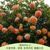 Rosa Grande Muda Flor de Rosa Muda Trepadeira Rosa Floresce em Todas as Estações Flores Extra Grandes Fragrância Forte Planta Trepadeira Rosa Flor de Parede Rosa Planta em Vaso
