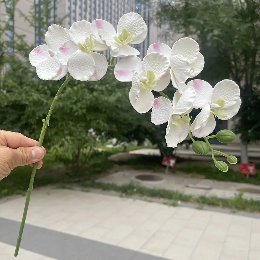 7头EV蝴蝶兰-xlmwdx-粉点白.JPG