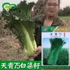 Sementes de Repolho Tianqing 70 Horta de Fazenda Repolho Híbrido Verde de Folha de Cânhamo de Maturação Média Sementes de Vegetais