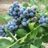 Mudas de Mirtilo F6 Esmeralda, Frutificação Dupla Temporada, Adequadas para Plantio em Regiões do Norte e do Sul, Mudas de Árvore Frutífera em Vasos Originais e Terra, Enviadas com Flores