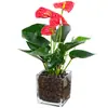 Plantas hidropónicas, Reina Ruyi, plantas en maceta, potos, plantas de interior, gardenia, palma roja, rojo auspicioso, flores verde jade