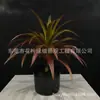 Planta de Simulação Sala de Estar Vasos Chão Janela Decoração Paisagem Interna Decoração Sisal Agave Verde Vermelho de Simulação