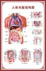 Diagrama del Esqueleto Humano, Cartel de Pared Grande, Diagrama de Órganos, Gráfico de Estructura de Órganos Internos, Gráfico de Puntos de Acupuntura, Póster del Gráfico de Anatomía Muscular Humana