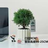 Plantas en Maceta Rime en la Sala de Estar, Escritorio de Oficina, Plantas Verdes, Pequeños Bonsáis para Embellecer el Aire, Siempre Verdes Todo el Año, Fáciles de Cuidar y Liberan Pino Verde