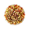 Mudas Coloridas de Pimenta em Vaso São Comestíveis e Ornamentais, Mudas de Pimenta Coloridas e Levemente Picantes São de Alta Produtividade e Podem Ser Plantadas em Massa por Pessoas Preguiçosas em Todas as Estações