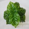 Fábrica al por mayor simulación planta plástico flor artificial planta pared material pegamento tacto hoja tortuga espalda hoja verde eneldo