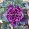 Couve de Inverno Grama em Vaso Flor Base Flor de Grama Sazonal Gramado de Aluguel Couve Resistente ao Frio Branco