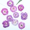 Rosa roxa rosa claro flor real em relevo espécime mão conta aba maquiagem flor abajur vela adesivo flor seca material faça você mesmo