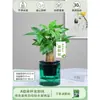 Árbol del Dinero Maceta Flores, Sala de Estar, Casa Próspera, Plantas Verdes, Fácil de Cultivar en Todas las Estaciones, Árbol del Dinero, Plantas Hidropónicas de Escritorio para Oficina