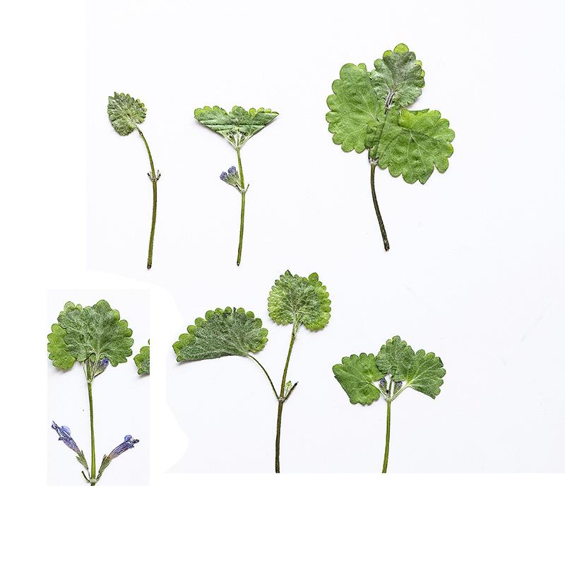 通泉草头.png