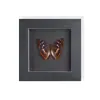Specimen de Mariposa Real Set de Regalo de Mariposa Rosa Manchada Premium para Mujeres, Decoración 3D, Regalo para Amigos, Materiales Didácticos, Marco de Fotos