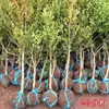 Serviço de Dropshipping de Peça Única para Mudas de Buxinho de Haste Única, Grandes Bonsais para Jardins de Vilas, Resistentes ao Frio, Perenes, Adequados para Todas as Estações, Folhagem de Folhas Pequenas