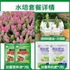 Tulipanes Hidropónicos al por Mayor 5 Grados Bulbos Grandes Resistentes al Frío para Invierno Interior/Exterior Fáciles de Cultivar para Principiantes Flores en Maceta Plantas