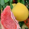 Se plantan plántulas de pomelo miel de Pinghe Guanxi en el patio norte y sur y plántulas de pomelo miel de corazón rojo injertadas en macetas