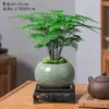 Planta de Bambú en Maceta Red Social Interior Bonsái Sala de Estar Oficina Escritorio Planta Verde Bambú Buena Nube Bambú Perenne Todas las Estaciones