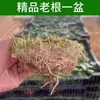 Hierba del Dinero Planta Hidropónica para Atraer Riqueza, Planta de Hierba del Dinero en Maceta para Escritorio de Oficina, Planta Verde en Agua, Hierba Real, Planta Acuática Oxigenada