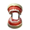 Modelo Dental para Práctica de Preparación de Dientes, 32 Dientes con Encías Suaves, Adecuado para Preparación de Caries, Modelo Reemplazable y Desmontable