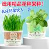 Plantando Pequenos Vasos Presente Gato Grama Sementes de Hortelã Desktop Planta Verde Mini Criativo Vaso Girassol Morango Plantio